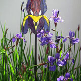 Iris Large iris glass garden stake