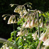 The Photographers Garden