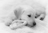 New Puppy