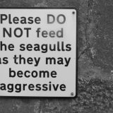 Please DO NOT feed the seagulls