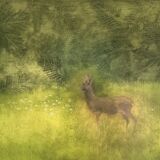 At the edge of the wood. Oil on panel. 59cm x 42cm. Available from Aberfeldy Gallery.