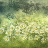 Moon Daisies. Oil on panel. 59cm x 42cm. Available from Aberfeldy Gallery.