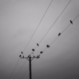 Birds on a wire.