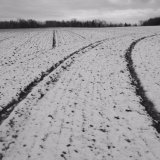 Field lines III, near Old Gallows Road.