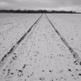 Field lines II, near Old Gallows Road.