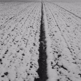Field lines IV, near Old Gallows Road.