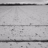 Field lines I, near Old Gallows Road.