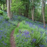 In the Bluebell Wood.