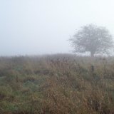 Misty morning, The May Tree.