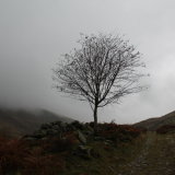 Rowan, Little Glenshee.