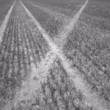 Sodden stubble field.