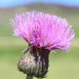 Thistle, Loch Freuchie