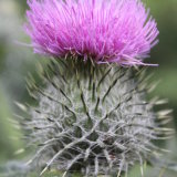 Thistle