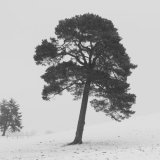 Winter, The Sma' Glen